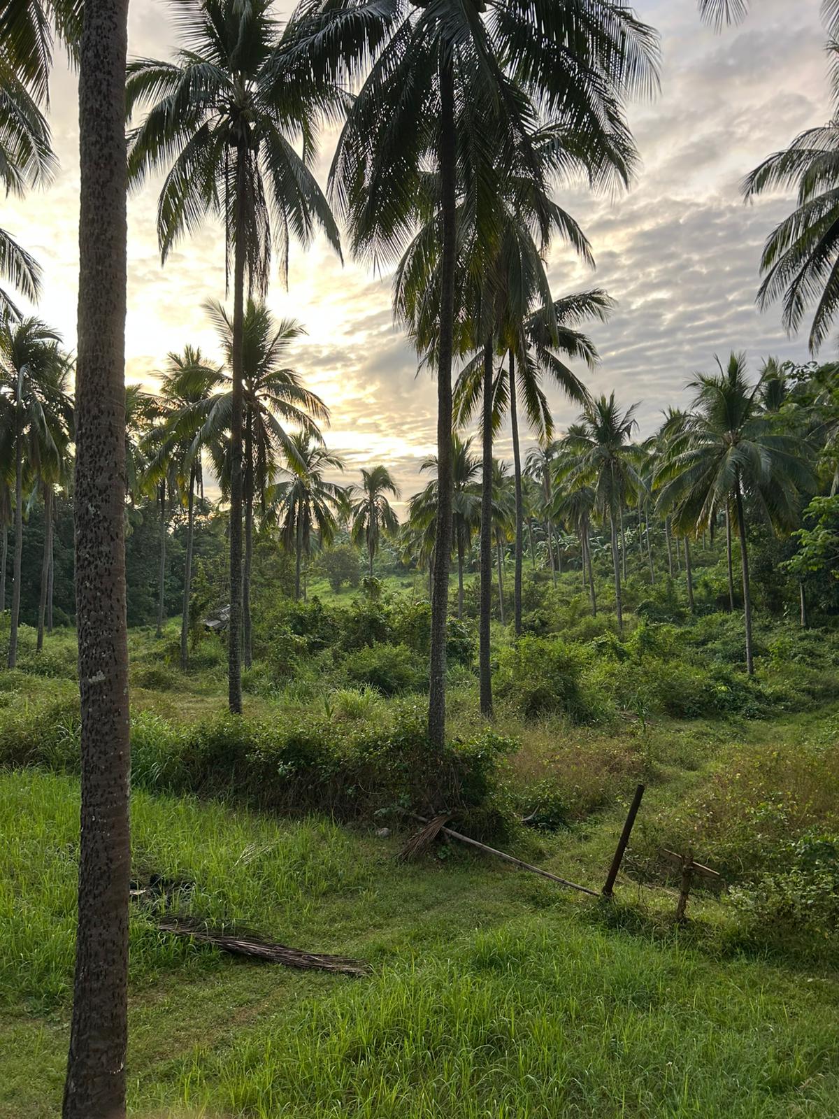 Tree Planting